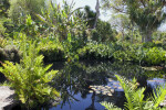 Pond and Vegetation