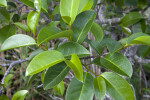 Pond Apple Leaves