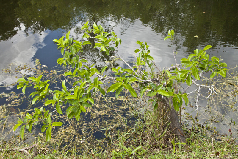 Pond Apple Partially Submerged in Water at Shark Valley of Everglades Park