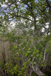 Pond Apple Trees