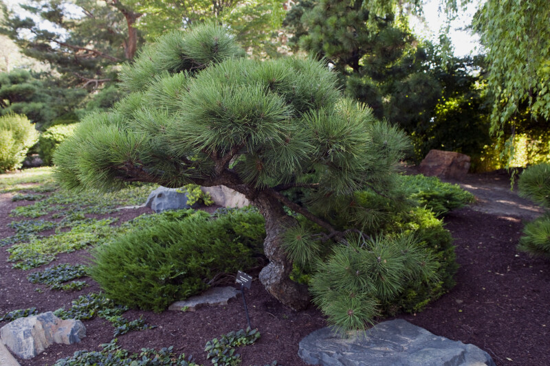 Ponderosa Pine at Japanese Garden