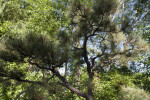 Ponderosa Pine Branches