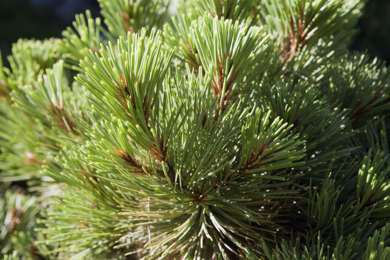 Ponderosa Pine Close-Up