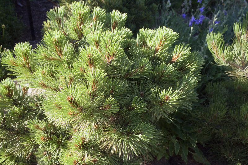 Ponderosa Pine Detail