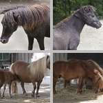 Ponies photographs
