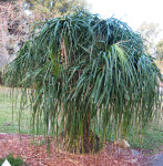 Ponytail Palm