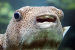 Porcupine Fish Close-Up