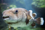 Porcupine Fish Swimming