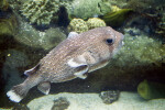 Porcupine Fish