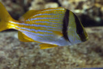 Porkfish