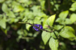 Porterweed Flowers