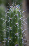 Portion of a Cactus with Numerous Spine Clusters