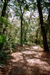Portion of the Fort Caroline Nature Trail