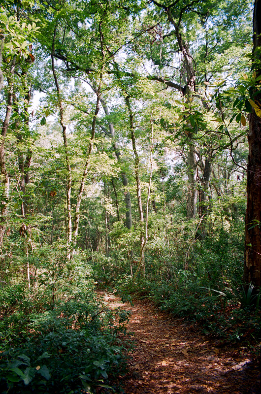 Portion of the Fort Caroline Nature Trail with Low-Lying Shrubs and Thin Trees