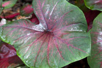 "Postman Joyner" Elephant Ear Leaf Close-Up