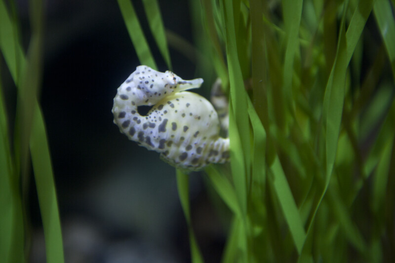 Pot-Bellied Seahorse