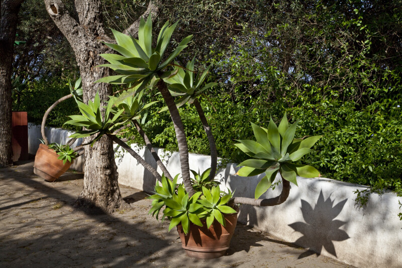 Potted Agave Plant at the Rancho Los Alamitos Historic Ranch and Gardens