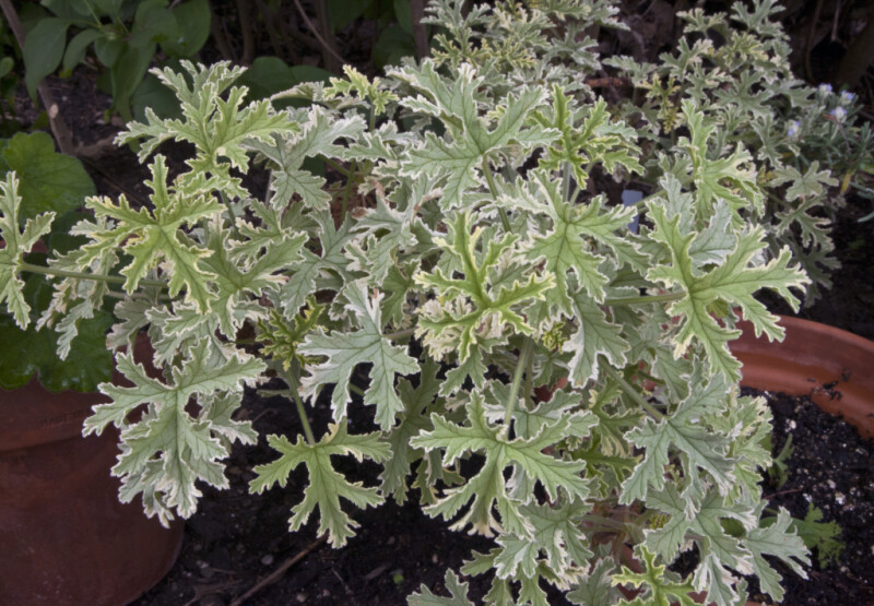 Potted 'Grey Lady Plymouth' Scented Geranium