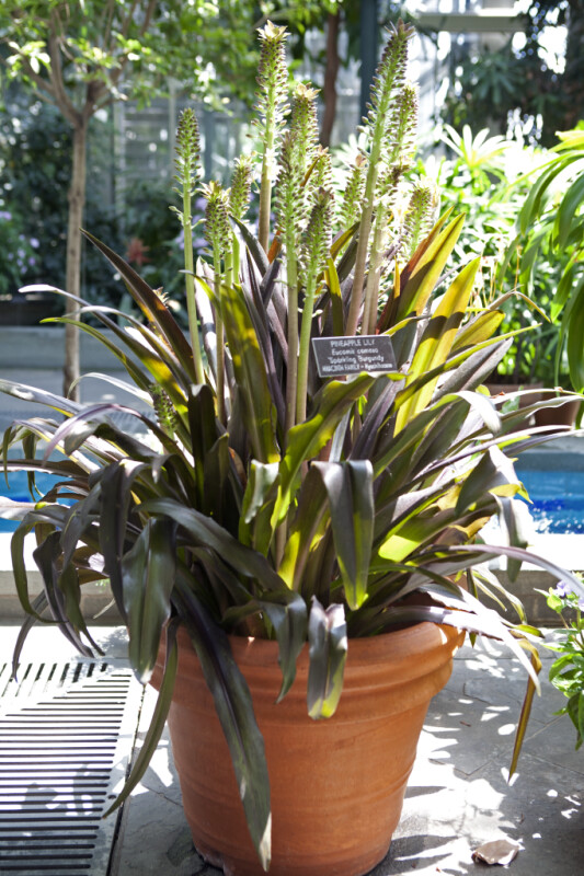 Potted Pineapple Lily