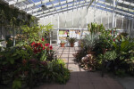 Potted Plants in Greenhouse