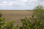 Prairie Beyond Shrubs