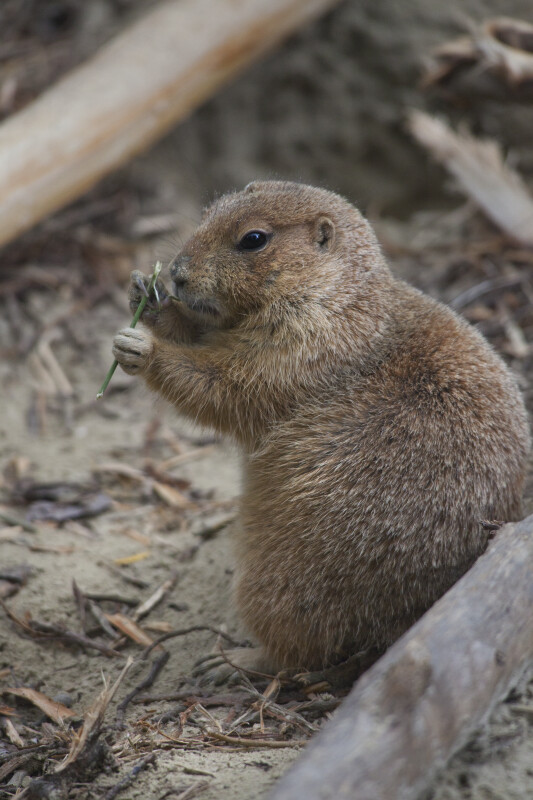 Prairie Dog Investigating a Stick at the Artis Royal Zoo