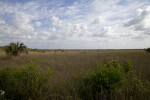 Prairie with a Few Trees and Shrubs at Anhinga Trail of Everglades National Park