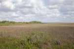 Prairie with Some Trees and Shrubs