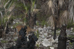 Prescribed Burn Big Pine Key