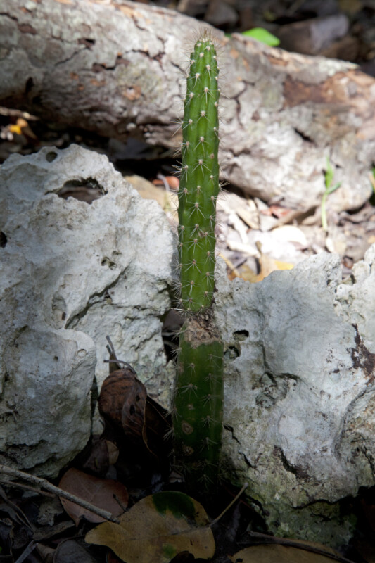 Prickly Apple Growing in Front of a Rock