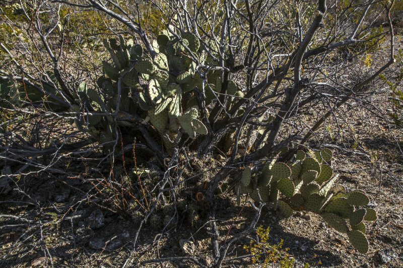 Prickly Pear Cacti Amongst Bare Shrubs