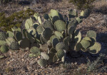 Prickly Pear Cactus Along the Chihuanhuan Desert Trail of Big Bend National Park