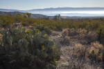 Prickly Pear Cactus Among Other Shrubs Along the Chihuanhuan Desert Trail of Big Bend National Park