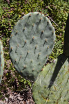 Prickly Pear Cactus' Paddle-Like Leaf