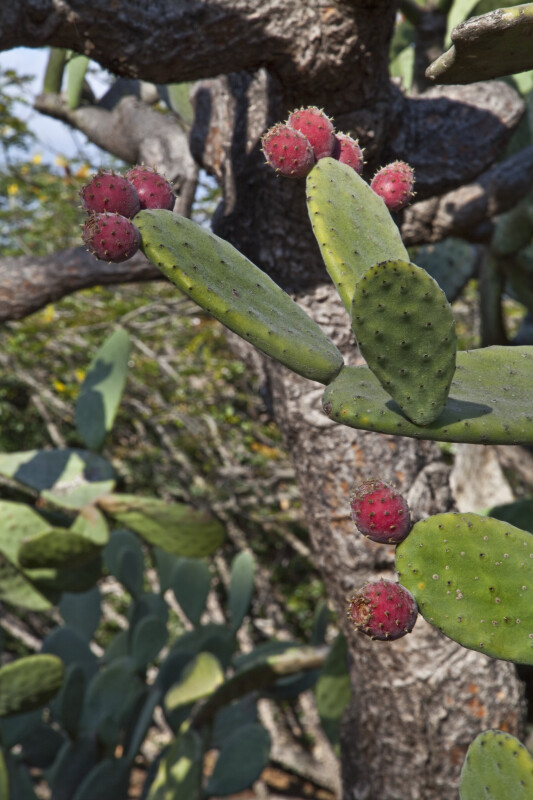 Prickly Pear Cactus Pads and Fruit