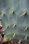 Prickly Pear Cactus Prickles