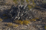 Prickly Pear Cactus Surrounded by Bare Branches