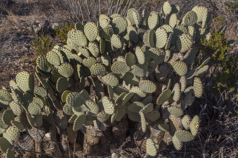 Prickly Pear Cactus with Many Paddles Along the Chihuanhuan Desert Trail of Big Bend National Park