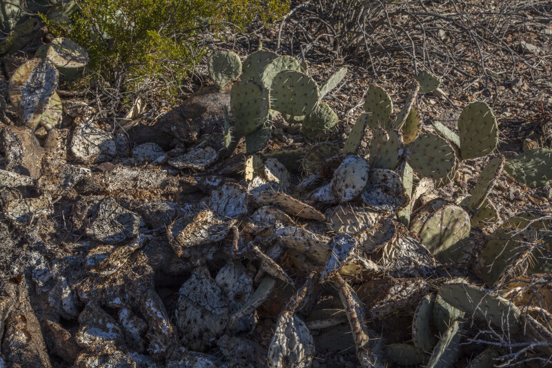 Prickly Pear Cactus with Many Spines