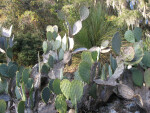 Prickly Pear Cactus