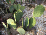 Prickly Pear Detail