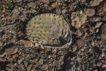 Prickly Pear Paddle on the Ground