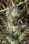 Prickly Thistle at the  Big Cypress National Preserve