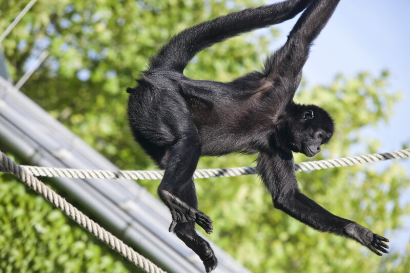 Primate Hanging From Rope