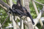 Primate Laying On Posts