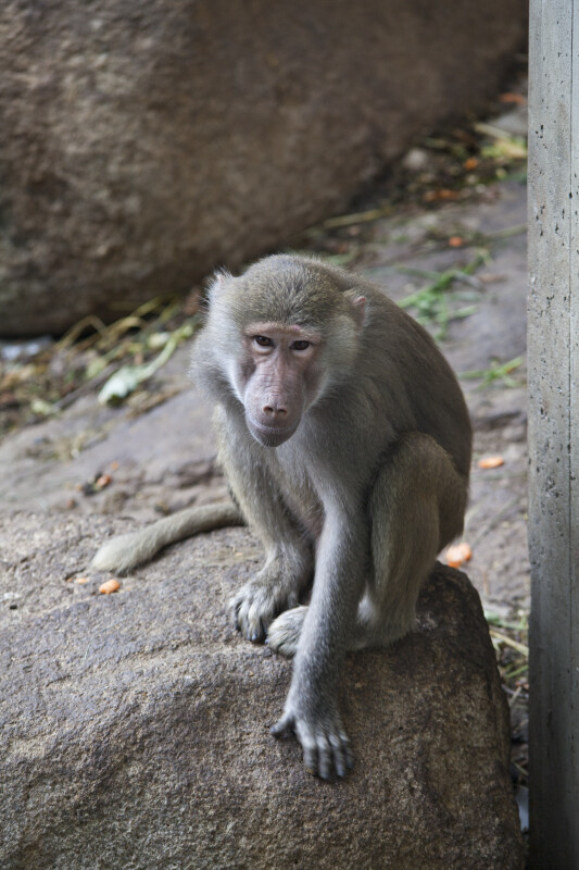 Primate Resting on a Rock