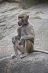 Primate Sitting With Arms on Knees