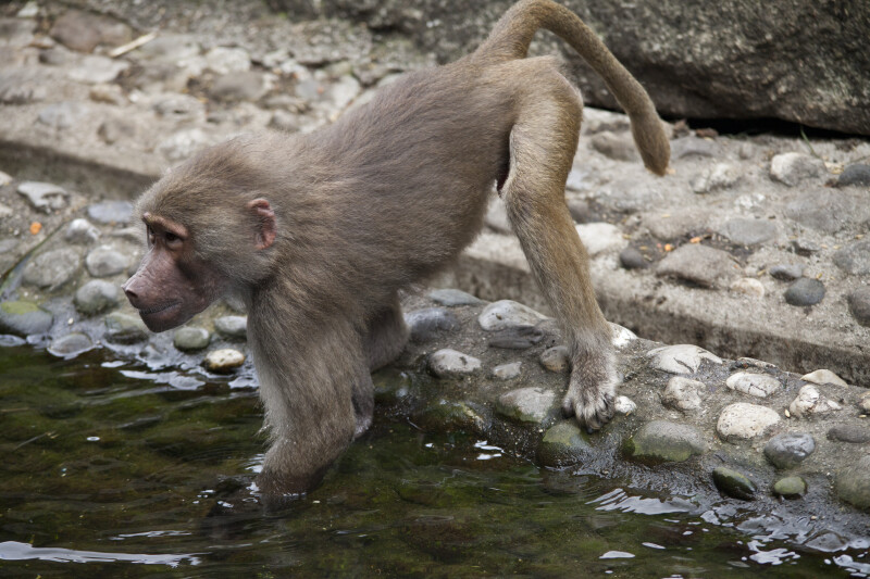 Primate With Arms in Water