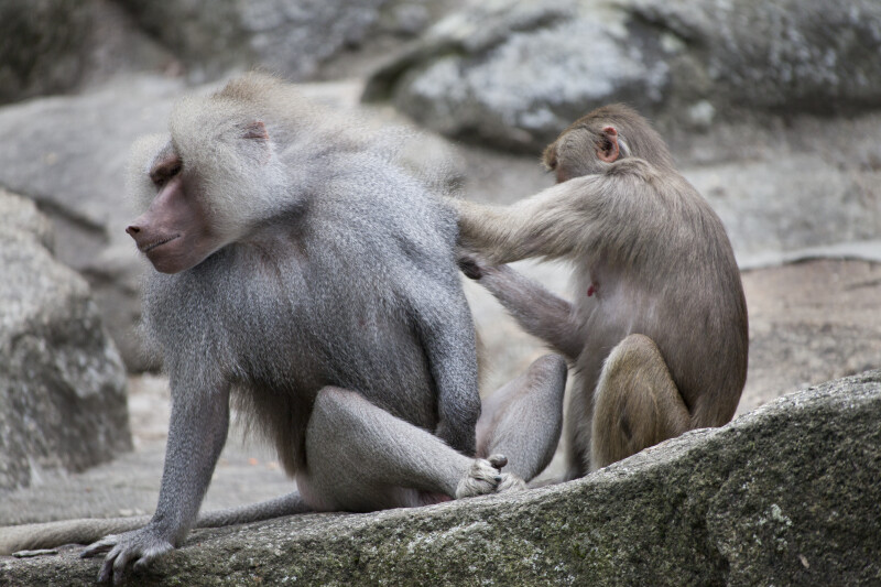 Primates Grooming