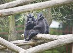Primates Sitting on Wooden Log at the Artis Royal Zoo